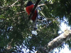 Trogon surrucura