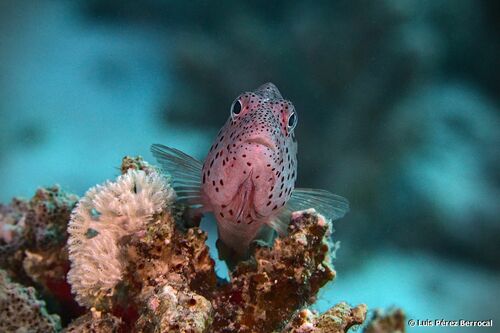 Freckled Hawkfish