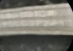 Scaphopoda