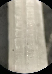 Scaphopoda