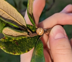 Allokermes cueroensis