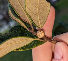 Allokermes cueroensis