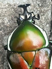 Dicronorhina derbyana derbyana