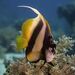 Red Sea Bannerfish - Photo (c) Luis P. B., some rights reserved (CC BY-NC), uploaded by Luis P. B.