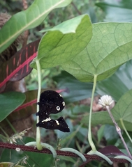 Eudocima homaena