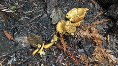 Cantharellus californicus