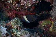 Pycnochromis dimidiatus