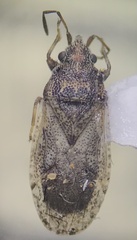 Crophius