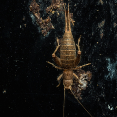 Arachnocephalus vestitus