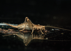 Arachnocephalus vestitus