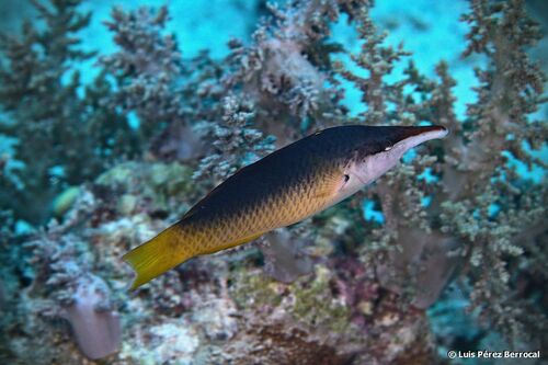 Red Sea Bird Wrasse