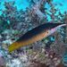 Red Sea Bird Wrasse - Photo (c) Luis Pérez Berrocal, some rights reserved (CC BY-NC), uploaded by Luis Pérez Berrocal