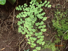 Adiantum poiretii