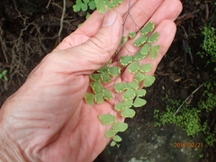Adiantum poiretii