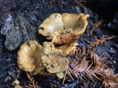 Cantharellus californicus