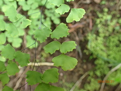 Adiantum poiretii