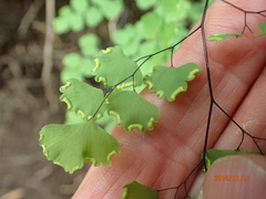 Adiantum poiretii
