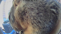 Sciurus niger