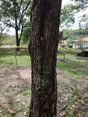 Scaptotrigona postica