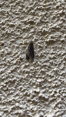 Paleacrita longiciliata