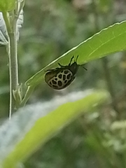 Calligrapha polyspila