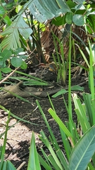 Cossypha natalensis natalensis