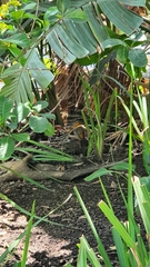 Cossypha natalensis natalensis