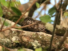 Chordeiles acutipennis