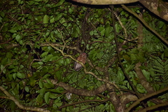 Otus bakkamoena
