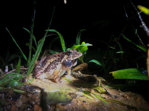 Mudduraja cricket frog, Minervarya nilagirica