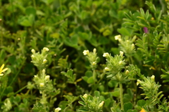 Parentucellia flaviflora