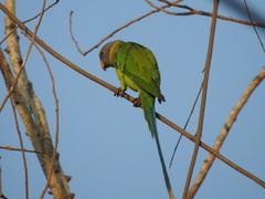 Psittacula cyanocephala