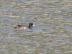 Heteronetta atricapilla