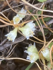 Cuscuta pentagona