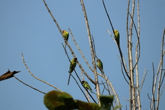Psittacula cyanocephala