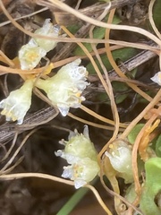 Cuscuta pentagona