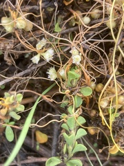 Cuscuta pentagona