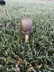 Coprinus comatus