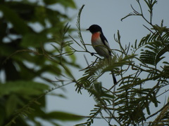 Pericrocotus erythropygius