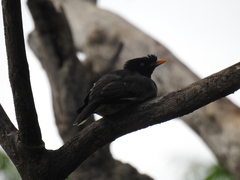 Acridotheres fuscus