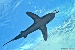 Carcharhinus longimanus