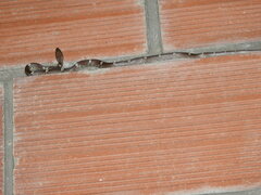 Lycodon anamallensis