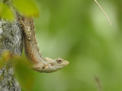 Calotes versicolor
