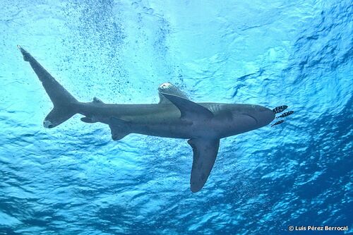 Representative image of Carcharhinus longimanus