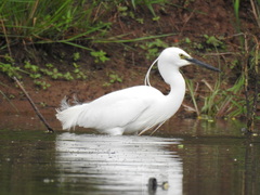Egretta garzetta
