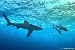 Carcharhinus longimanus