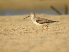 Xenus cinereus