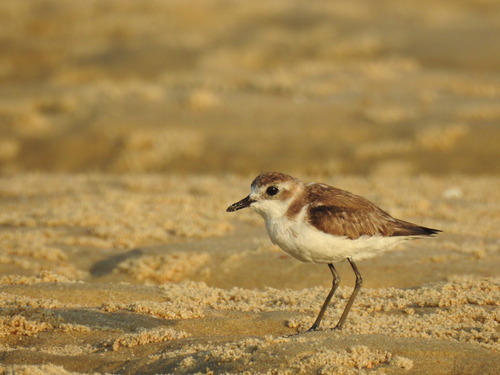 Chorlitejo mongol chico (Charadrius mongolus)