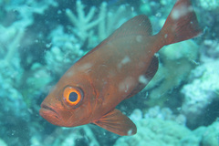 Priacanthus hamrur