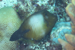 Amanses scopas